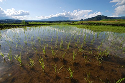 高品質の健康的な主食