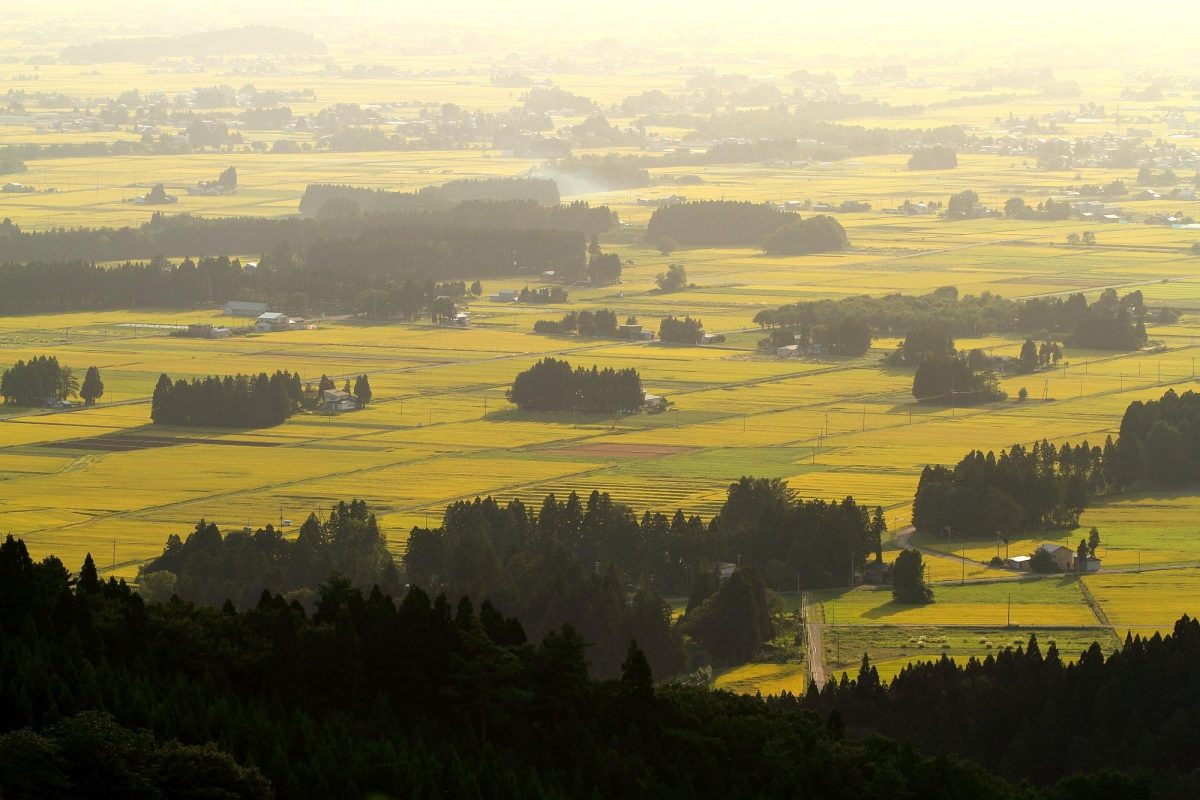 高品質の健康的な主食