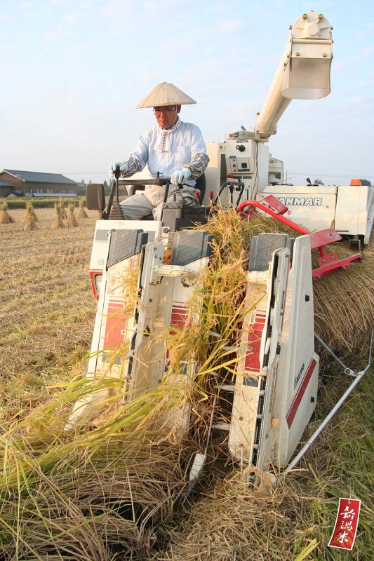 高品質の健康的な主食