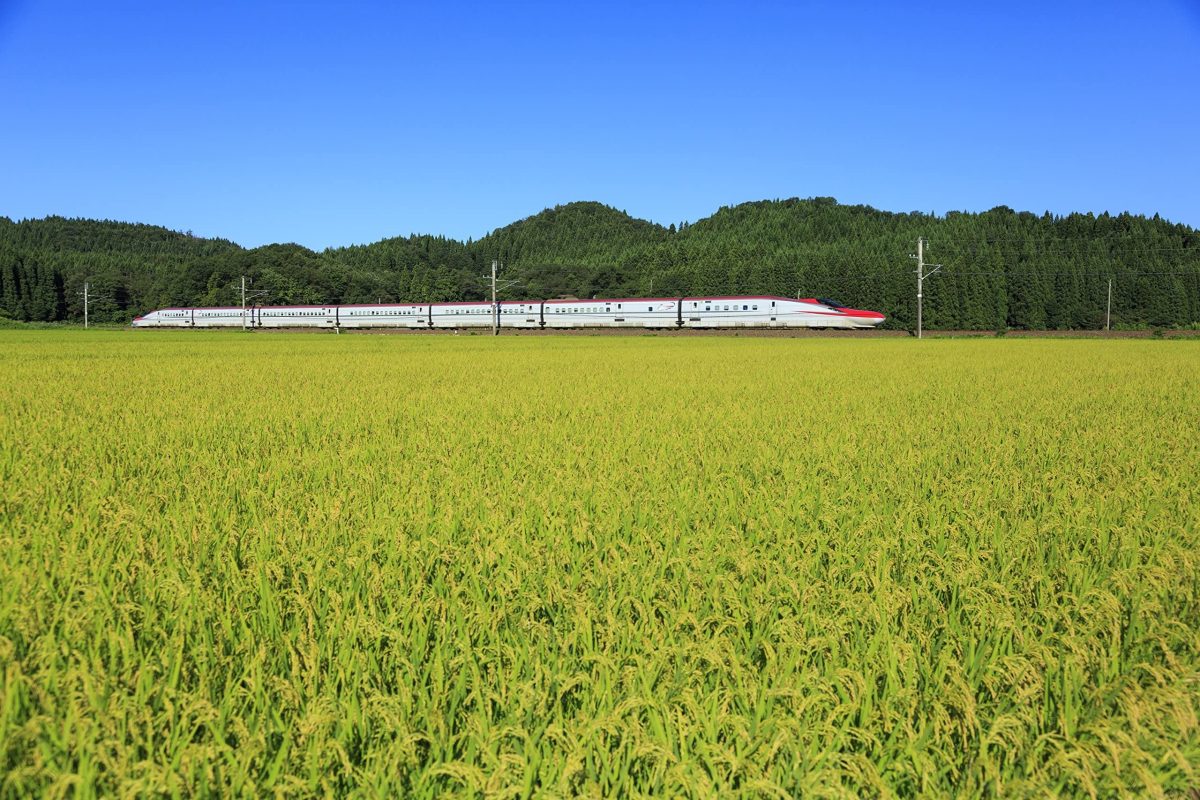 高品質の健康的な主食