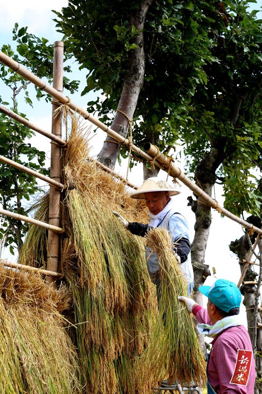 高品質の健康的な主食